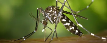 Imagen del Mosquito Tigre (Archivo). Imagen del Mosquito Tigre (Archivo).