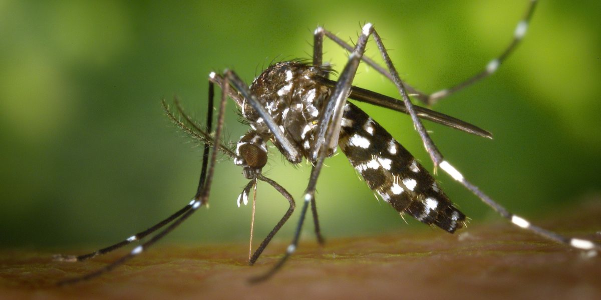 Imagen del Mosquito Tigre (Archivo)