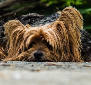 Yorkshire Terrier Yorkshire Terrier