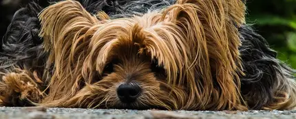Yorkshire Terrier Yorkshire Terrier