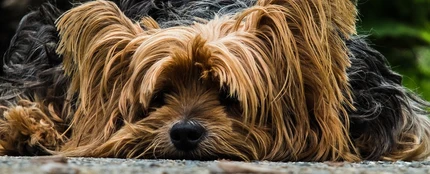 Yorkshire Terrier Yorkshire Terrier
