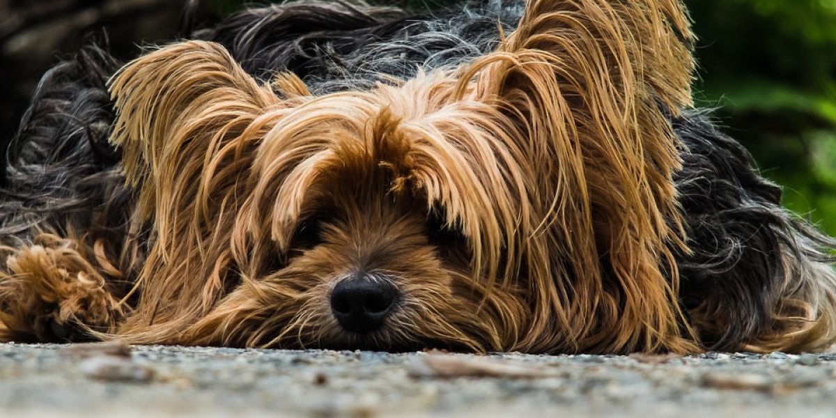Yorkshire Terrier