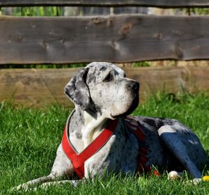 Un gran danés Un gran danés