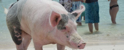 Uno de los cerdos de Exuma (Bahamas)
