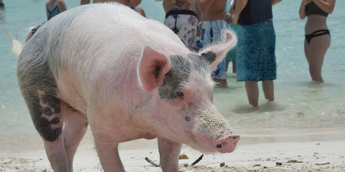 Uno de los cerdos de Exuma (Bahamas)
