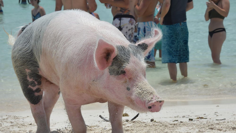 Uno de los cerdos de Exuma (Bahamas)