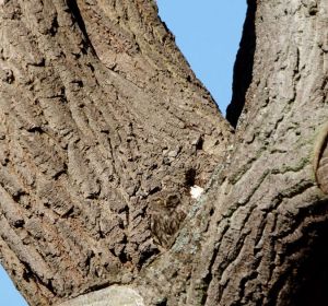 ¿Puedes ver qué animal está "oculto" en este árbol? ¿Puedes ver qué animal está "oculto" en este árbol?