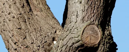 ¿Puedes ver qué animal está "oculto" en este árbol? ¿Puedes ver qué animal está "oculto" en este árbol?