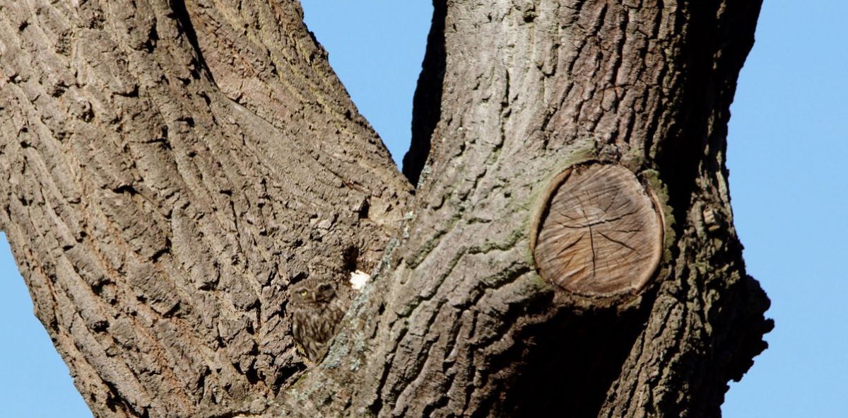 ¿Puedes ver qué animal está "oculto" en este árbol?