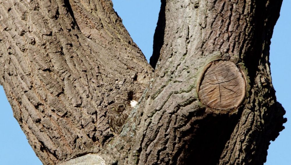 ¿Puedes ver qué animal está "oculto" en este árbol?