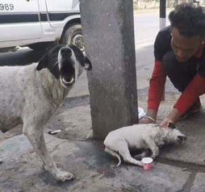 Una perra callejera pide ayuda para que ayuden a su cría, que estaba herida Una perra callejera pide ayuda para que ayuden a su cría, que estaba herida