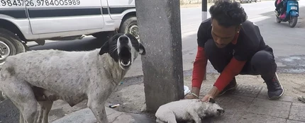 Una perra callejera pide ayuda para que ayuden a su cría, que estaba herida Una perra callejera pide ayuda para que ayuden a su cría, que estaba herida