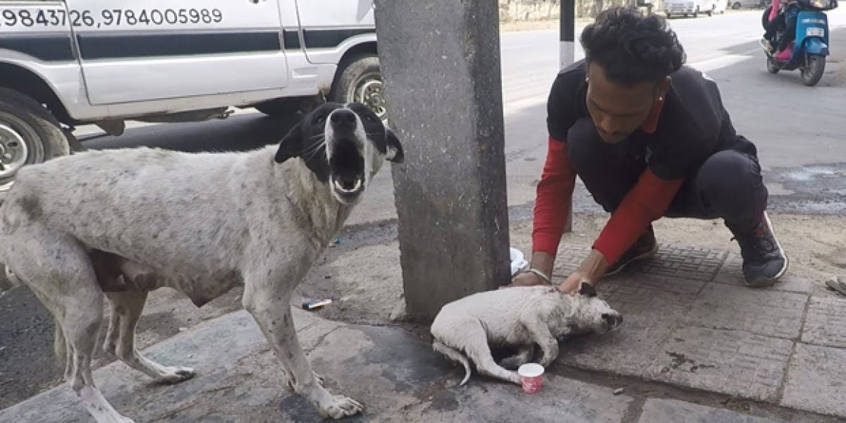 Una perra callejera pide ayuda para que ayuden a su cría, que estaba herida