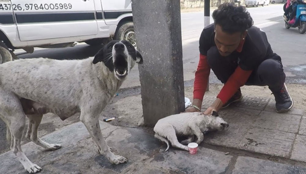 Una perra callejera pide ayuda para que ayuden a su cría, que estaba herida