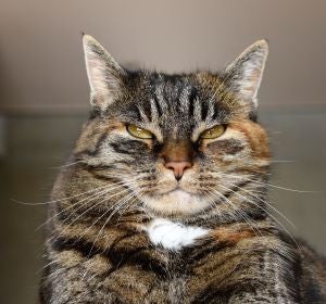 gato gato