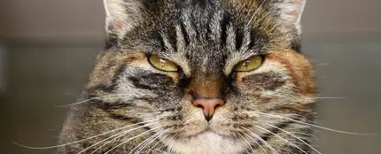 gato gato