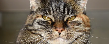gato gato