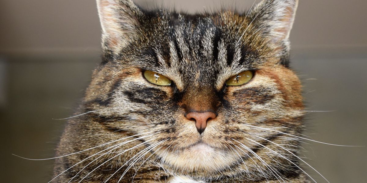 gato
