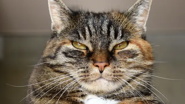 gato