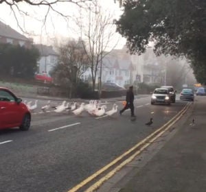 Un hombre alimenta cada día a un grupo de cisnes y el día que llega tarde, las aves van a buscarlo Un hombre alimenta cada día a un grupo de cisnes y el día que llega tarde, las aves van a buscarlo