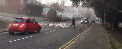 Un hombre alimenta cada día a un grupo de cisnes y el día que llega tarde, las aves van a buscarlo Un hombre alimenta cada día a un grupo de cisnes y el día que llega tarde, las aves van a buscarlo