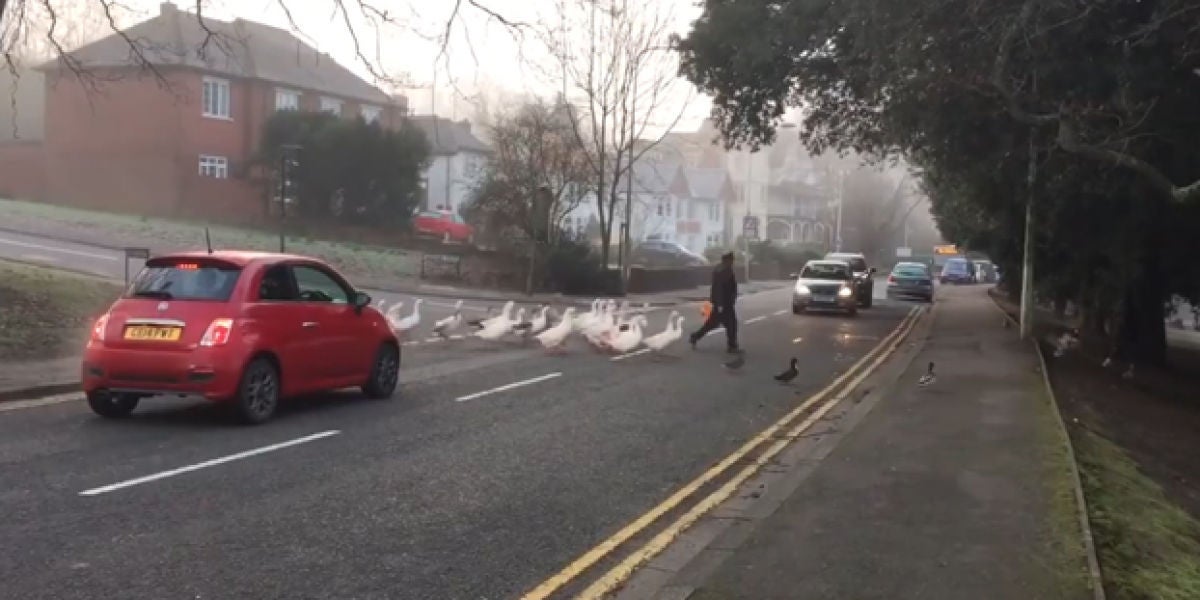 Un hombre alimenta cada día a un grupo de cisnes y el día que llega tarde, las aves van a buscarlo