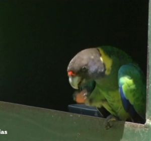 Loros de la India adictos al opio arrasan plantaciones para conseguir su dosis diaria Loros de la India adictos al opio arrasan plantaciones para conseguir su dosis diaria