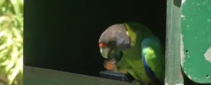 Loros de la India adictos al opio arrasan plantaciones para conseguir su dosis diaria Loros de la India adictos al opio arrasan plantaciones para conseguir su dosis diaria