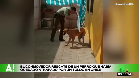 Rescate de un perro en Chile Rescate de un perro en Chile