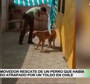 Rescate de un perro en Chile Rescate de un perro en Chile