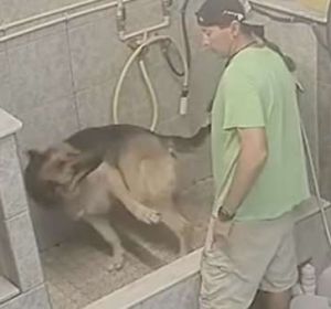 El acusado golpeando al perro El acusado golpeando al perro