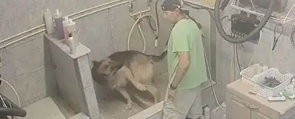 El acusado golpeando al perro El acusado golpeando al perro