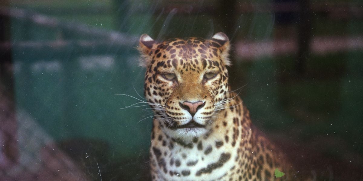 Jaguar criado en cautividad