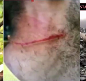 Las peligrosas trampas contra ciclistas Las peligrosas trampas contra ciclistas