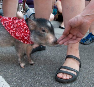Un cerdo vietnamita y un chihuahua Un cerdo vietnamita y un chihuahua