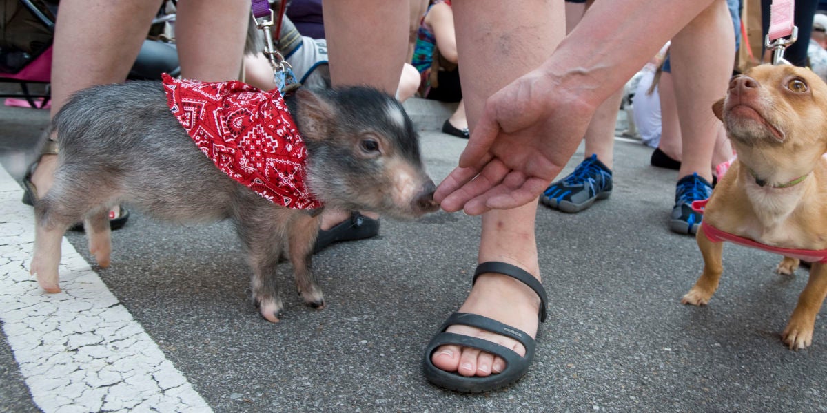 Un cerdo vietnamita y un chihuahua
