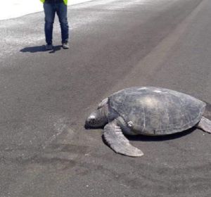 Una tortuga anida en una pista de aterrizaje construida al lado de una playa en las Maldivas Una tortuga anida en una pista de aterrizaje construida al lado de una playa en las Maldivas