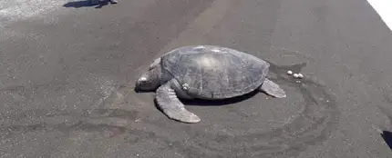 Una tortuga anida en una pista de aterrizaje construida al lado de una playa en las Maldivas Una tortuga anida en una pista de aterrizaje construida al lado de una playa en las Maldivas