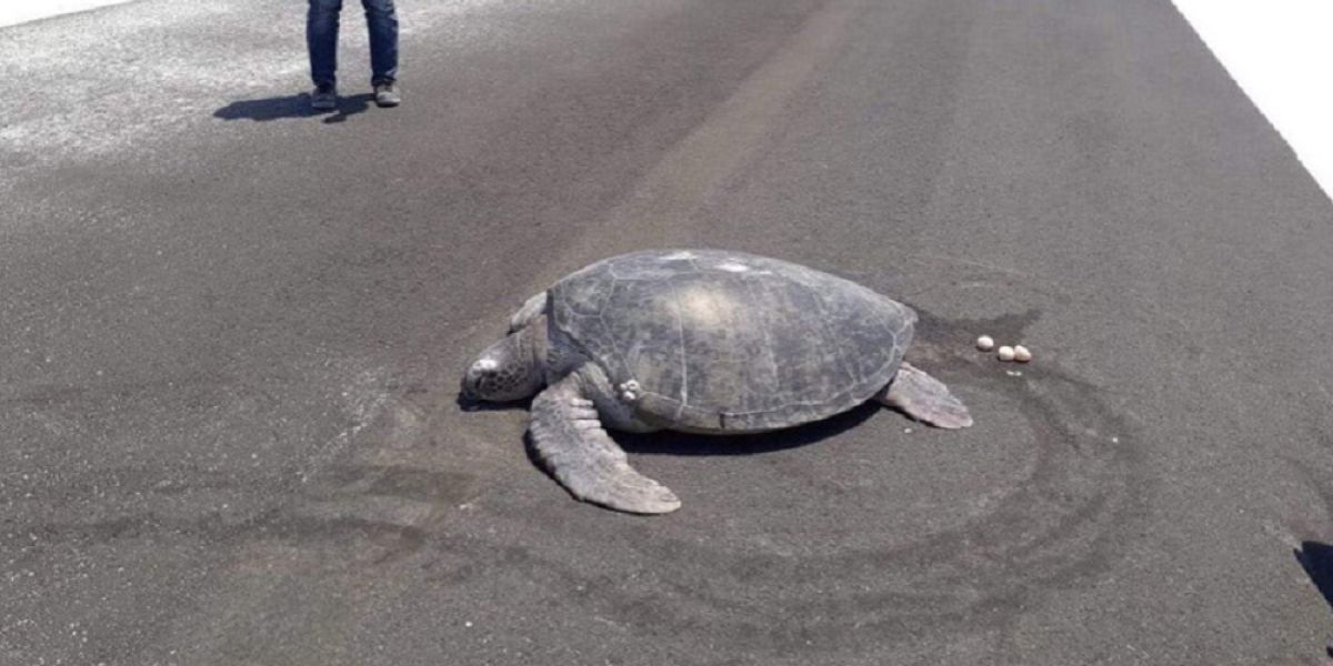Una tortuga anida en una pista de aterrizaje construida al lado de una playa en las Maldivas