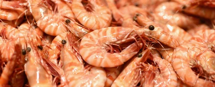 Imagen de unas gambas Imagen de unas gambas