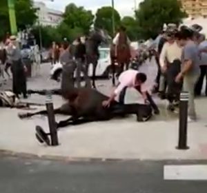 PACMA comparte una imágenes de un caballo sufriendo convulsiones durante la Feria de Sevilla PACMA comparte una imágenes de un caballo sufriendo convulsiones durante la Feria de Sevilla