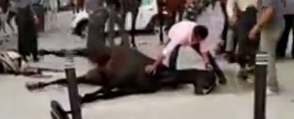 PACMA comparte una imágenes de un caballo sufriendo convulsiones durante la Feria de Sevilla
