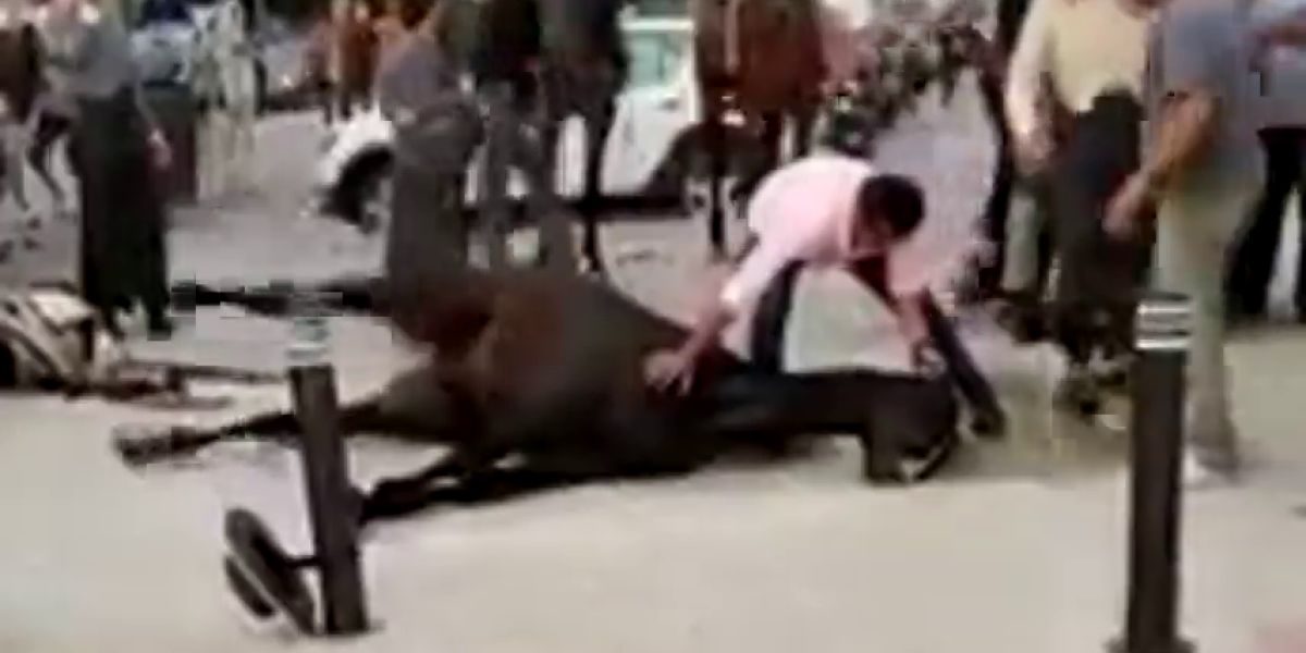 PACMA comparte una imágenes de un caballo sufriendo convulsiones durante la Feria de Sevilla