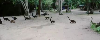 El v&iacute;deo de unos coat&iacute;es que si lo ves al rev&eacute;s parecen dinosaurios