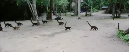 El vídeo de unos coatíes que si lo ves al revés parecen dinosaurios El vídeo de unos coatíes que si lo ves al revés parecen dinosaurios