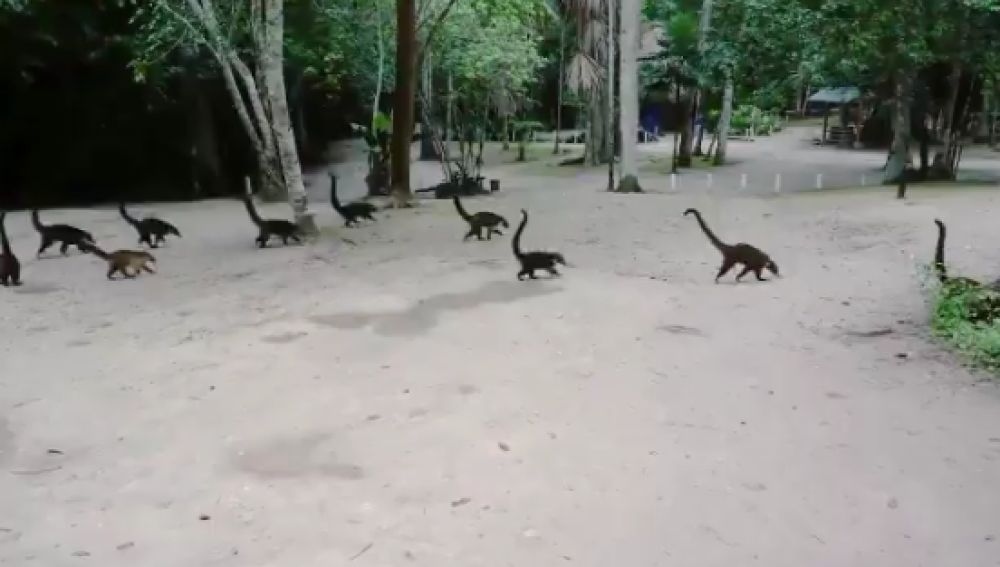 El vídeo de unos coatíes que si lo ves al revés parecen dinosaurios