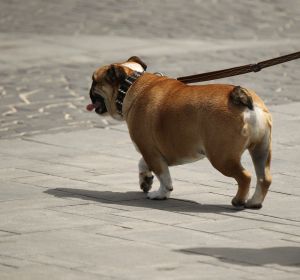 Tener un perro en Zamora costará 9 euros a sus dueños tras una nueva ordenanza del Ayuntamiento Tener un perro en Zamora costará 9 euros a sus dueños tras una nueva ordenanza del Ayuntamiento