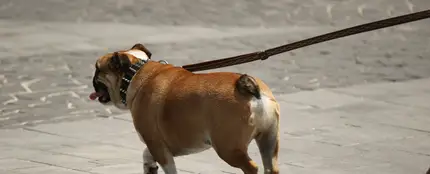 Tener un perro en Zamora costará 9 euros a sus dueños tras una nueva ordenanza del Ayuntamiento Tener un perro en Zamora costará 9 euros a sus dueños tras una nueva ordenanza del Ayuntamiento