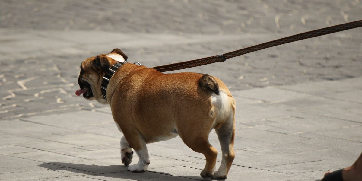 Pasear a un perro en la ciudad