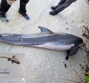 El delfín hallado muerto El delfín hallado muerto